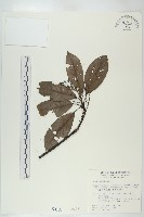 藏品(薄葉虎皮楠)的圖片