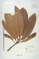 藏品(第倫桃)的圖片