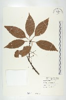 藏品(錫蘭橄欖、鋸葉杜英)的圖片