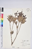 藏品(臺灣馬醉木)的圖片