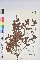 藏品(南澳杜鵑)的圖片