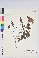 藏品(金毛杜鵑)的圖片