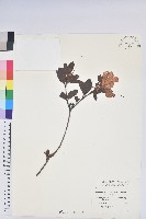 藏品(金毛杜鵑)的圖片