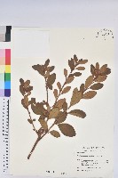 藏品(金毛杜鵑)的圖片