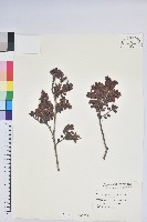 藏品(高山越橘)的圖片