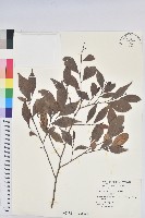藏品(南仁五月茶)的圖片