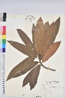 藏品(闊葉變葉木)的圖片