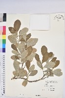 藏品(白樹仔)的圖片