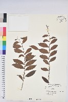 藏品(早田饅頭果)的圖片