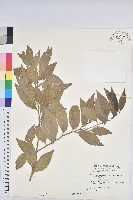 藏品(臺灣假黃楊)的圖片