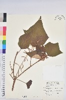 藏品(白匏子)的圖片