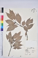 藏品(青剛櫟、鐵椆)的圖片