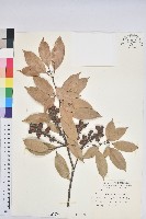 藏品(子彈石櫟、柯)的圖片