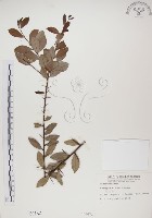 藏品(魯花樹)的圖片