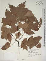 藏品(楓香、楓樹)的圖片