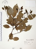 藏品(樟樹)的圖片