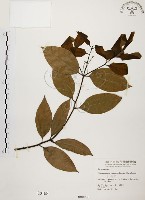 藏品(土肉桂)的圖片