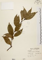 藏品(土肉桂)的圖片