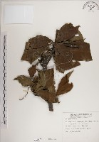 藏品(水茄苳、穗花棋盤腳樹)的圖片