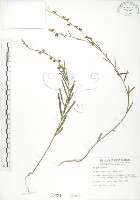 藏品(線葉野百合)的圖片