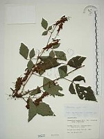 藏品(波葉山螞蝗)的圖片