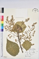 藏品(蠅翅草、三點金草)的圖片