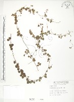 藏品(小葉括根)的圖片