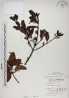 藏品(高氏桑寄生)的圖片