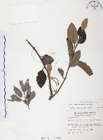 藏品(杜鵑桑寄生)的圖片