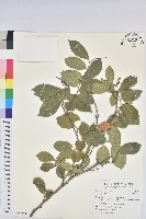 藏品(杜鵑桑寄生)的圖片