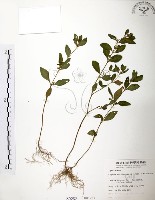 藏品(克非亞草)的圖片