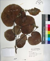 藏品(黃槿)的圖片