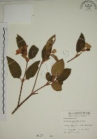 藏品(野牡丹)的圖片