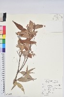 藏品(牛乳榕)的圖片