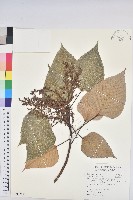 藏品(阿里山珍珠蓮)的圖片