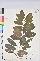 藏品(春不老)的圖片