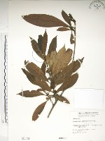 藏品(大葉木犀)的圖片