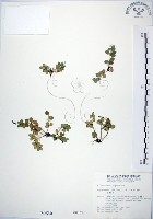 藏品(小椒草)的圖片