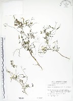 藏品(彎果黃菫)的圖片