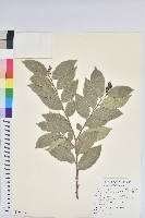 藏品(七里香、台灣海桐)的圖片