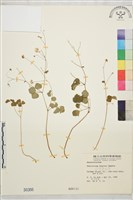 藏品(臺灣唐松草、臺灣鐵大烏)的圖片