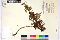 藏品(臺灣烏頭)的圖片