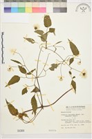 藏品(小木通)的圖片