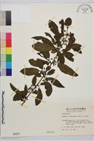 藏品(琉球鼠李)的圖片