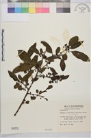 藏品(琉球鼠李)的圖片