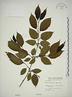 藏品(中原氏鼠李)的圖片