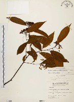 藏品(臺灣石楠)的圖片