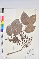 藏品(無刺伏牛花)的圖片