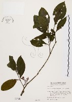 藏品(茜草樹)的圖片