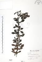 藏品(對面花)的圖片